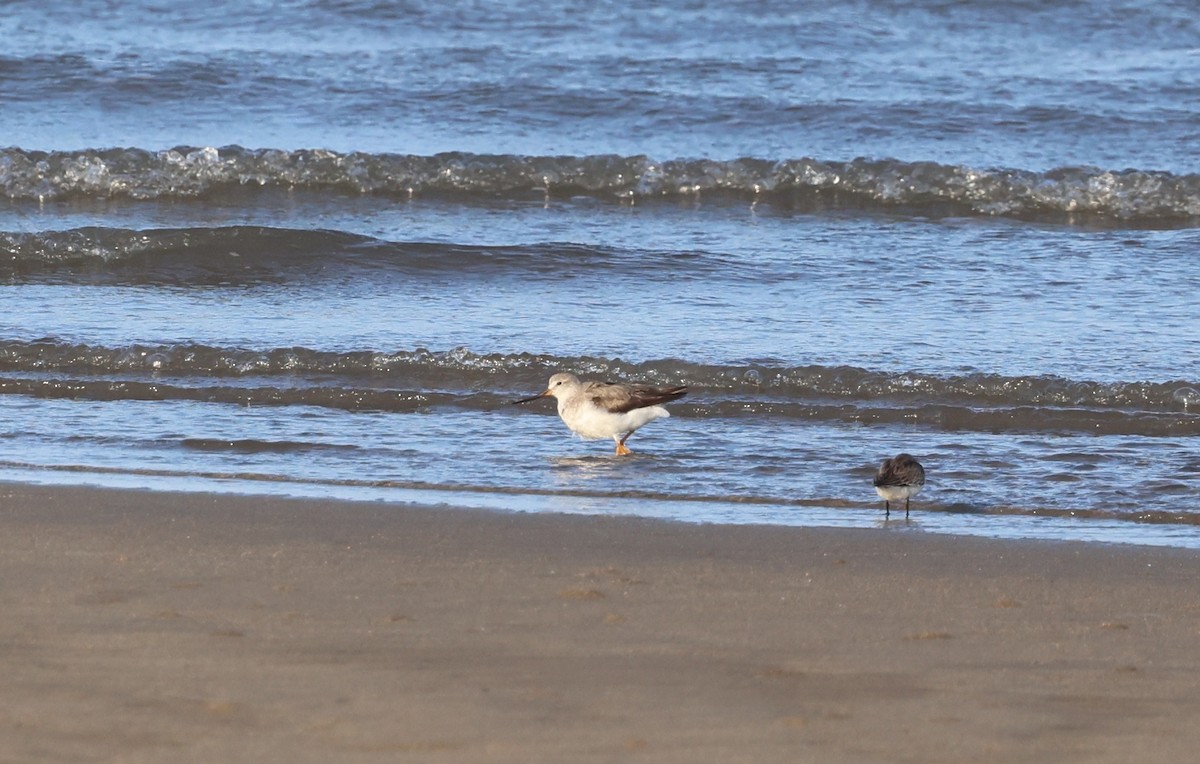 Terekwasserläufer - ML646775210