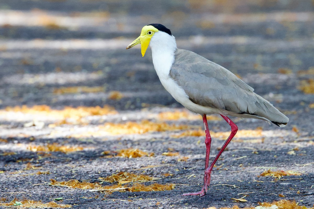 Miğferli Kızkuşu (miles) - ML646775211