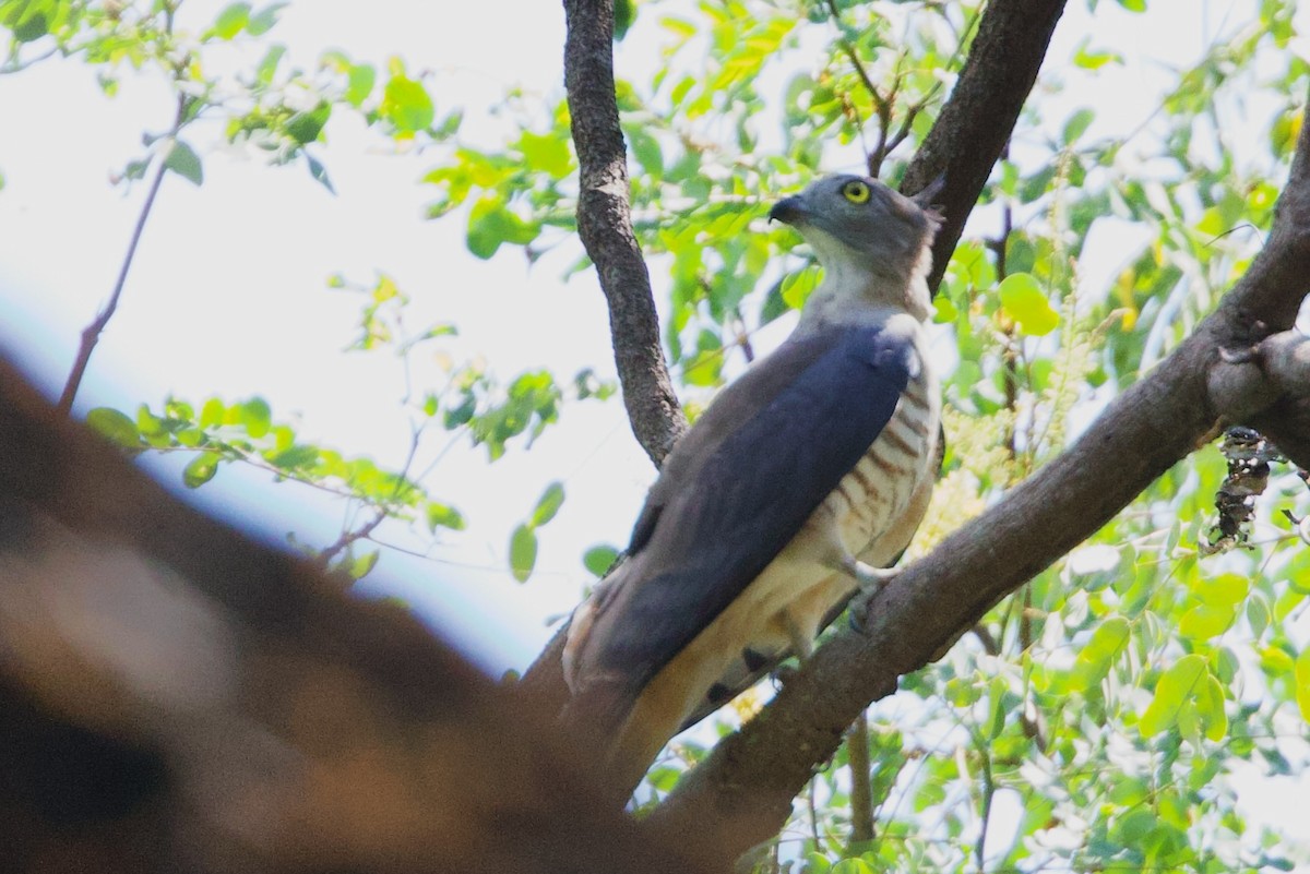 Pasifik Bazası - ML646775214