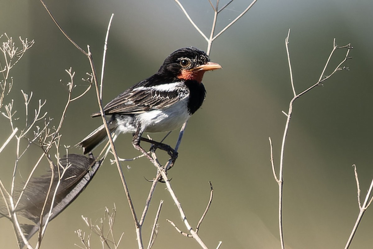 Strange-tailed Tyrant - ML646775215