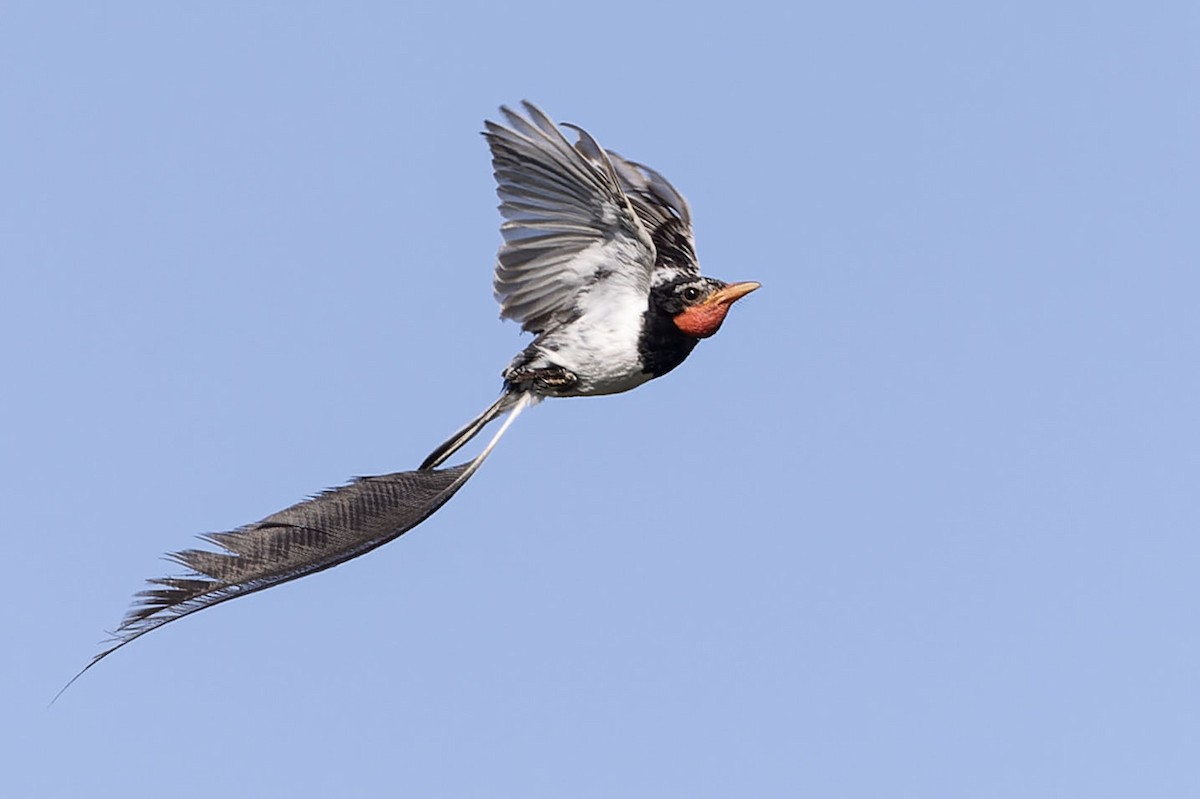 Strange-tailed Tyrant - ML646775216