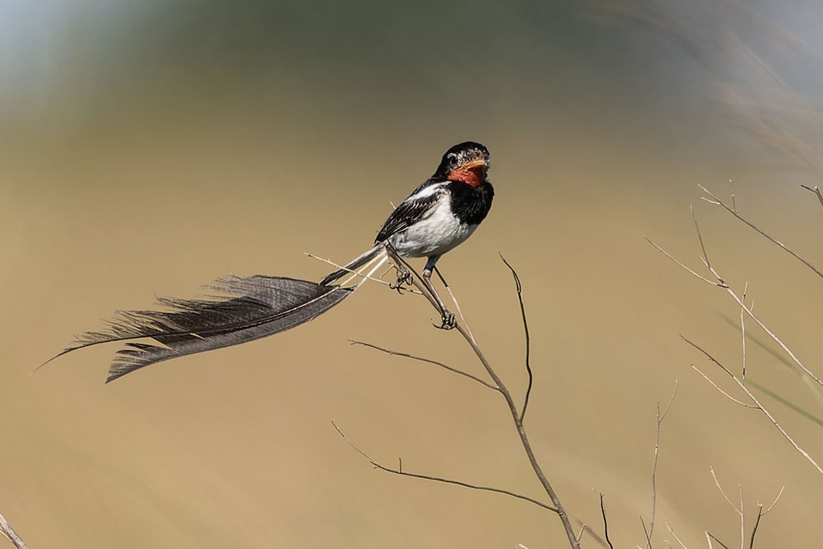 Strange-tailed Tyrant - ML646775217