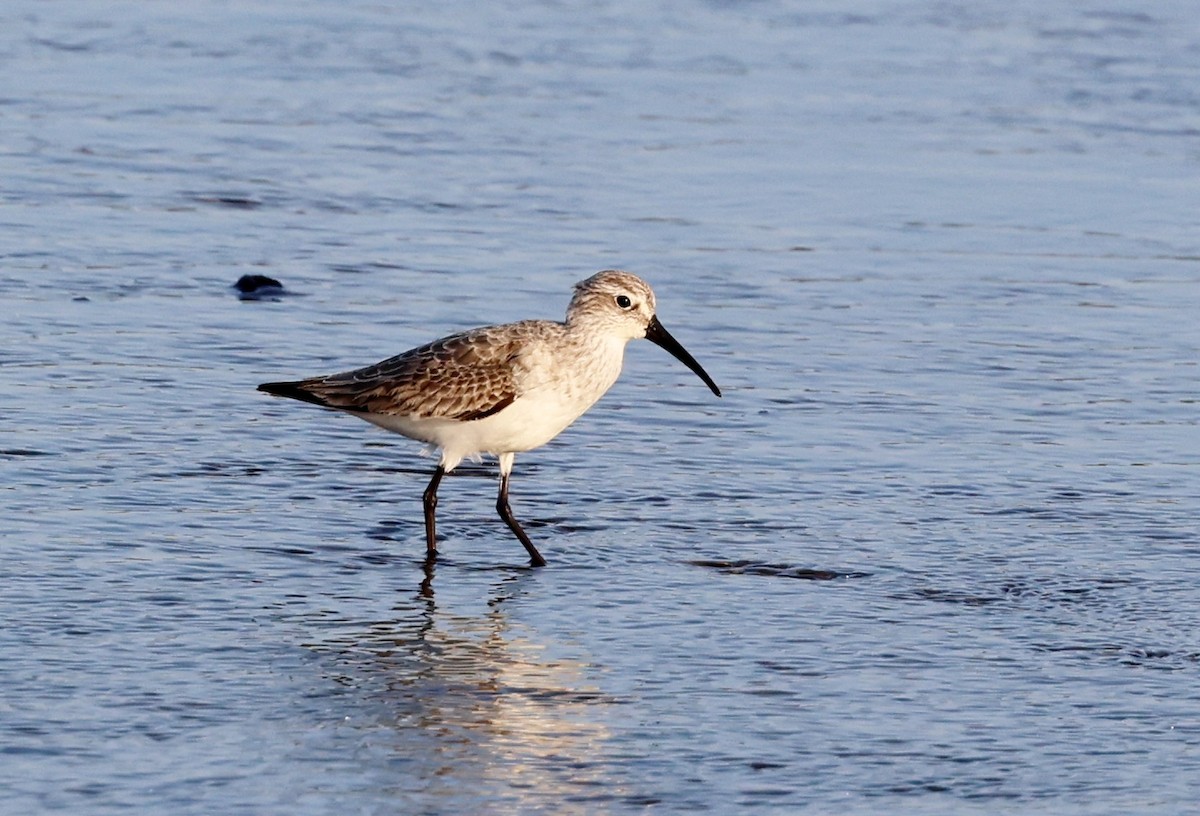 Sichelstrandläufer - ML646775218