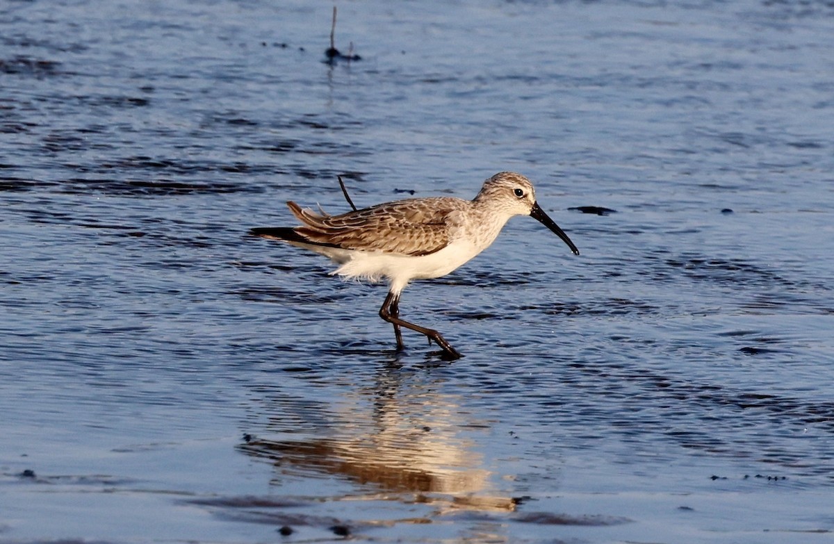 Sichelstrandläufer - ML646775219