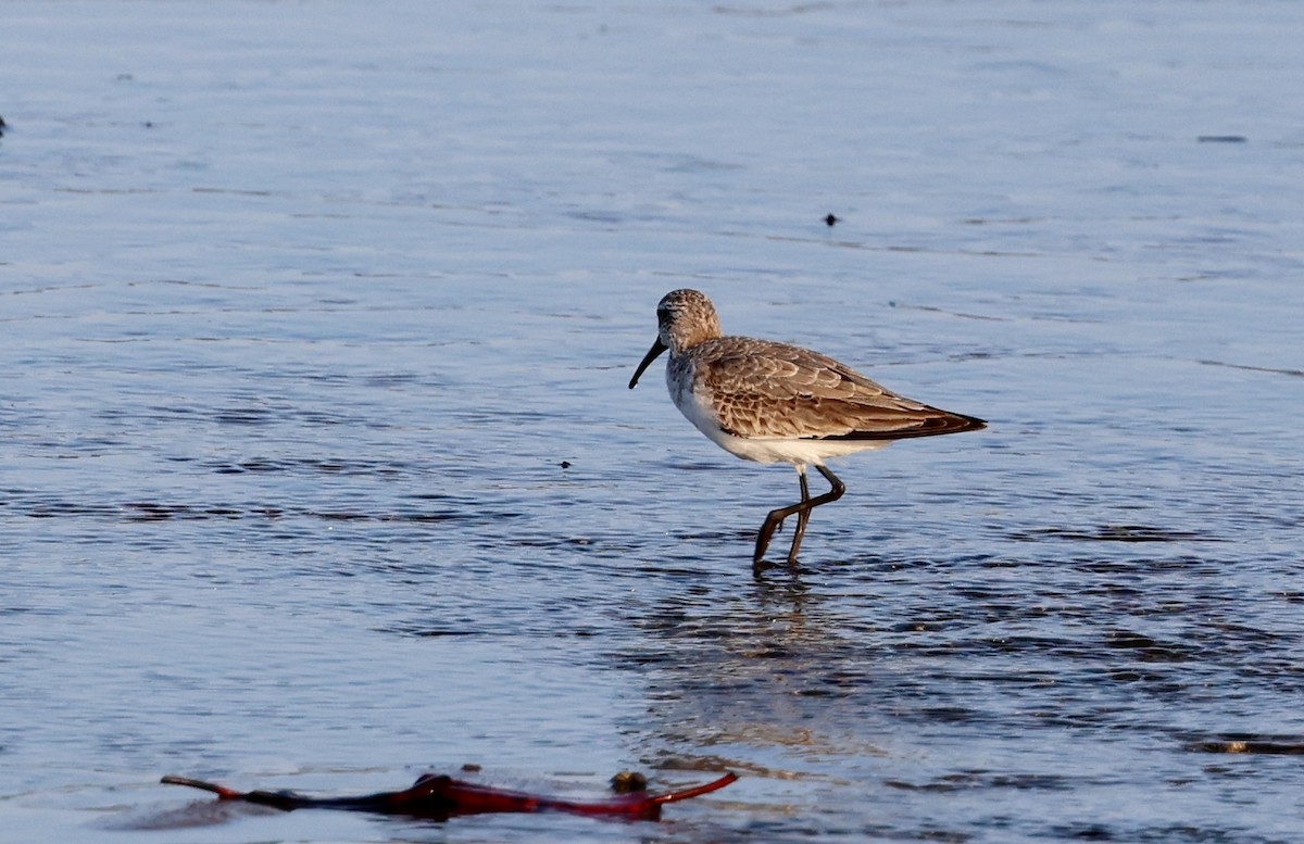 Sichelstrandläufer - ML646775221