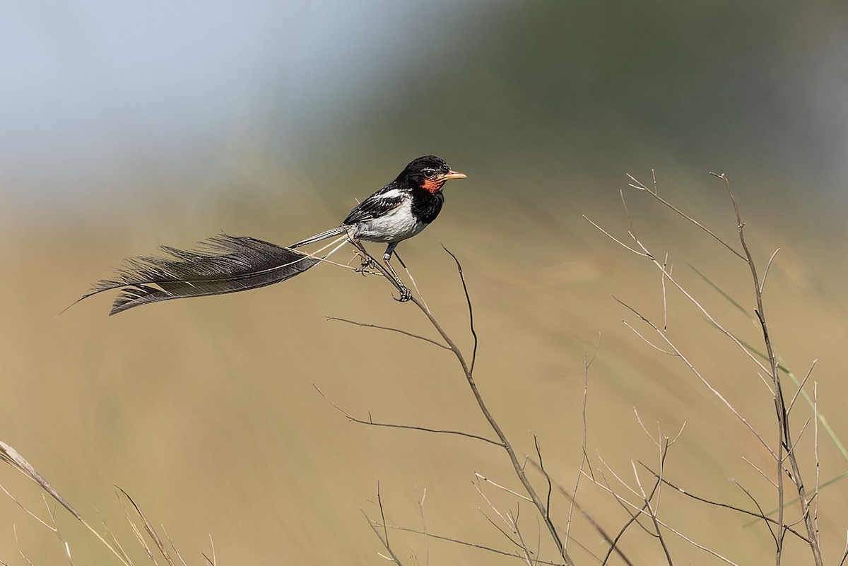 Strange-tailed Tyrant - ML646775222