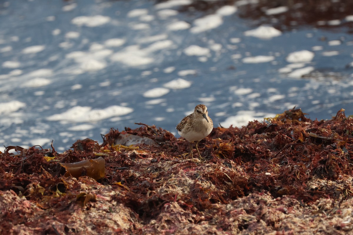 Correlimos Menudillo - ML646775223