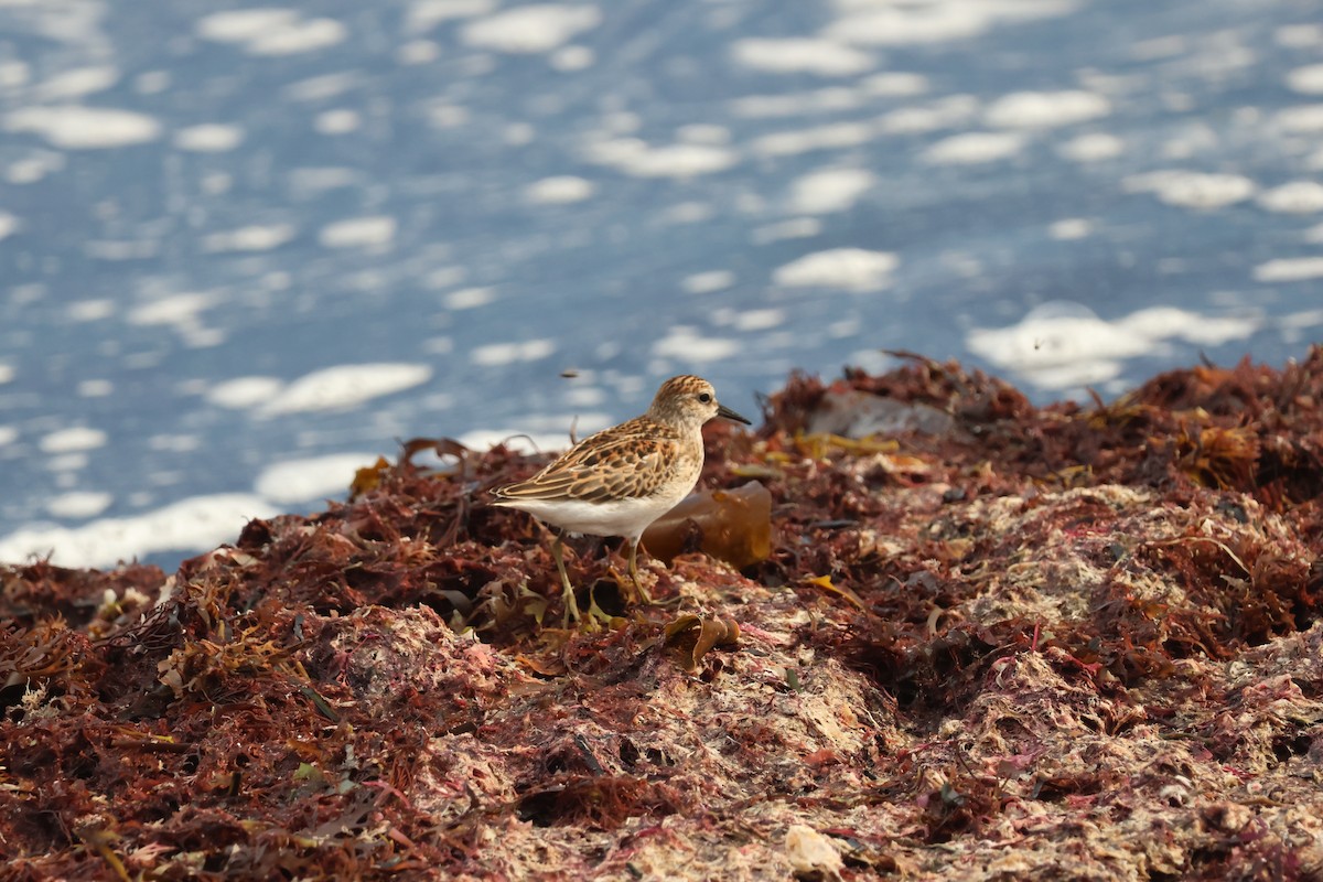 Correlimos Menudillo - ML646775225