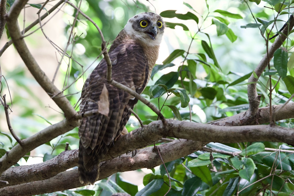 Kızıl Bubuk - ML646775227