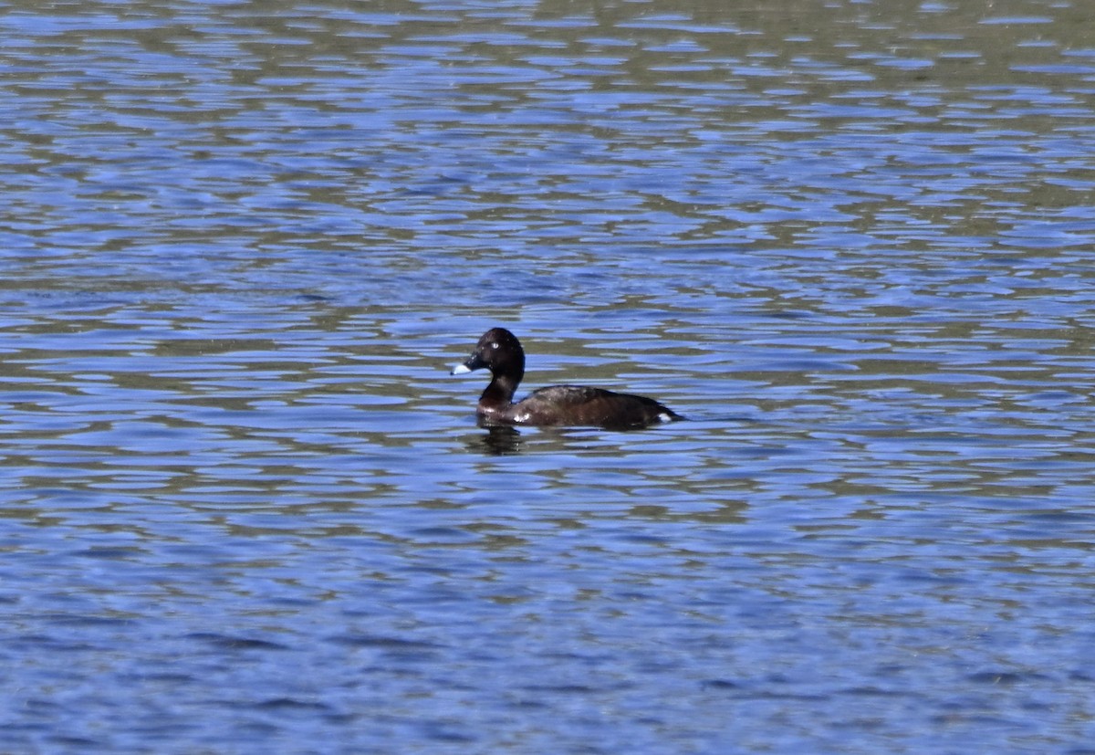 Hardhead - ML646775228