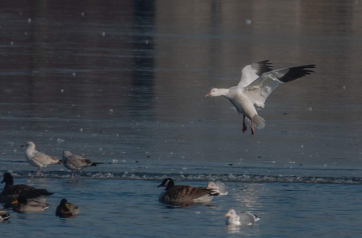 Snow Goose - ML646775229