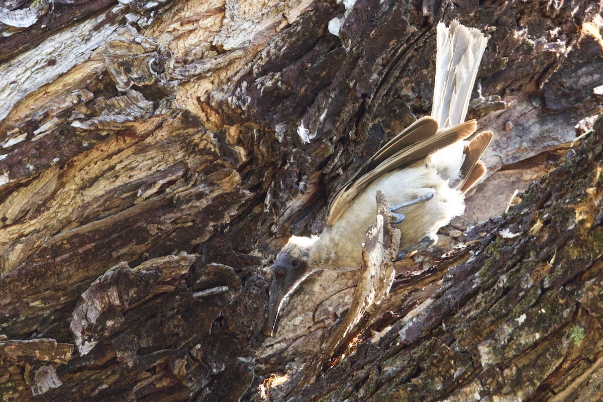 Boynuzlu Keşişkuşu - ML646775230