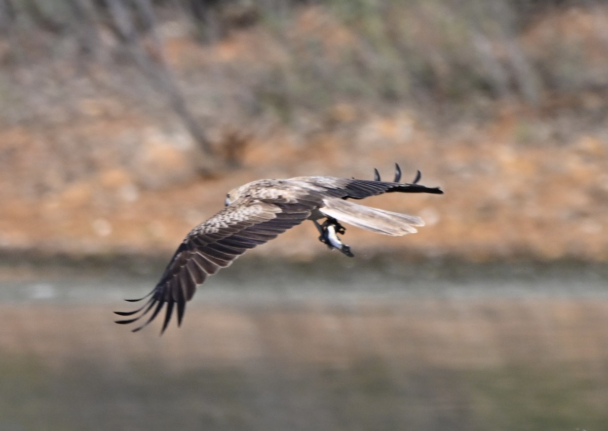 Whistling Kite - ML646775231