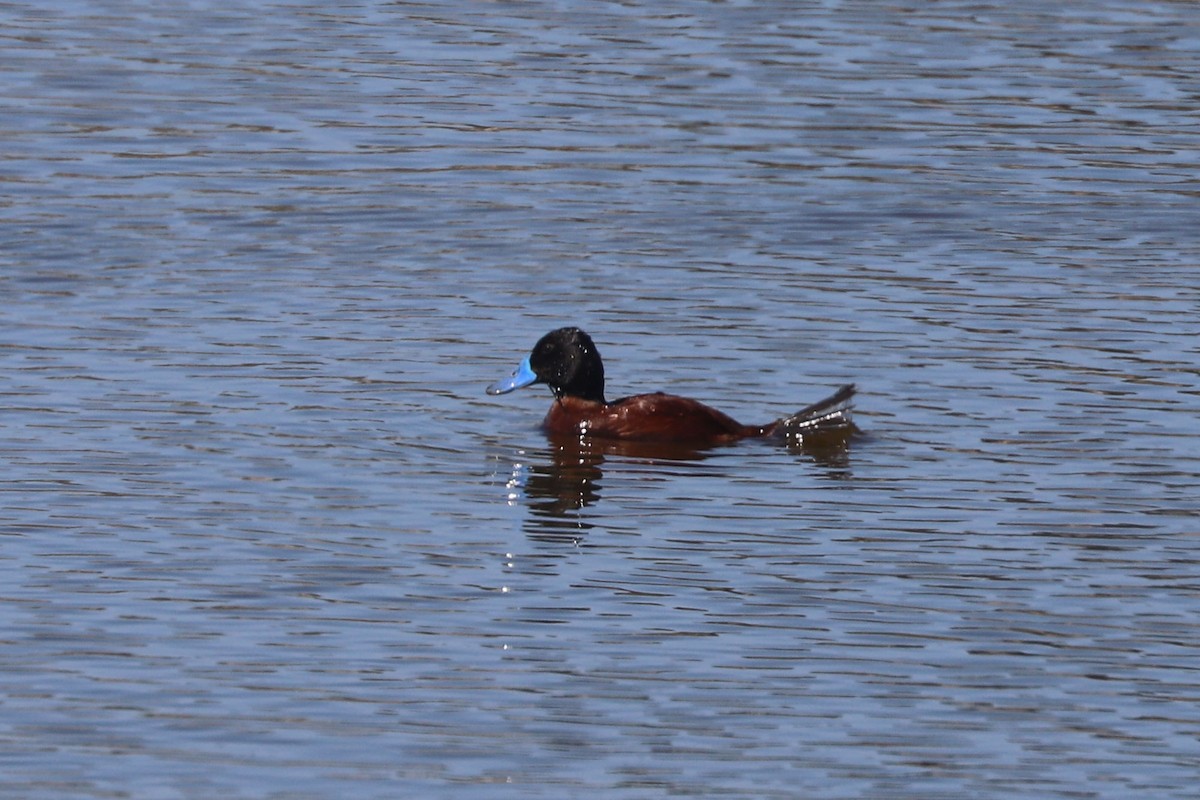 Lake Duck - ML646775233