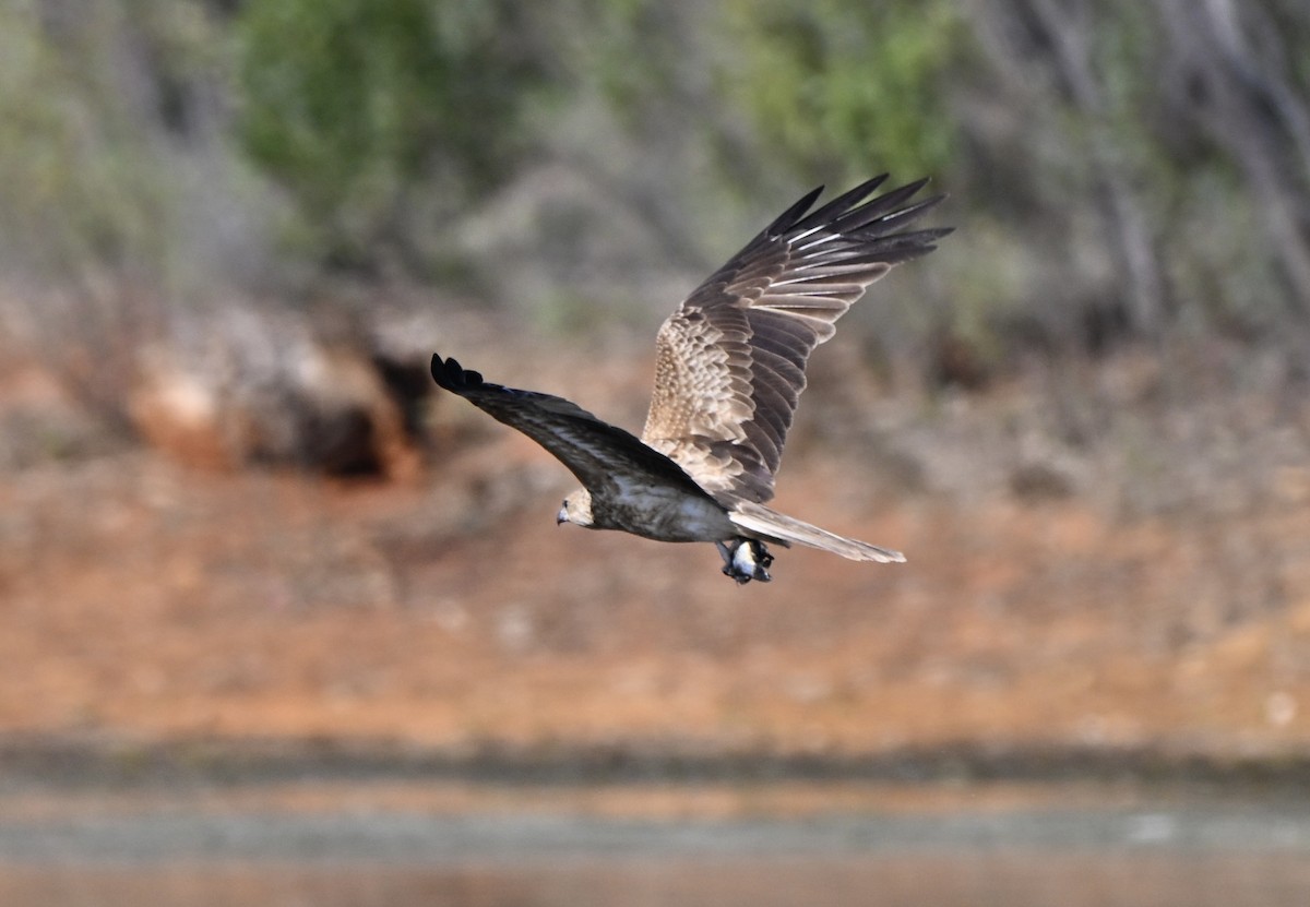 Whistling Kite - ML646775234