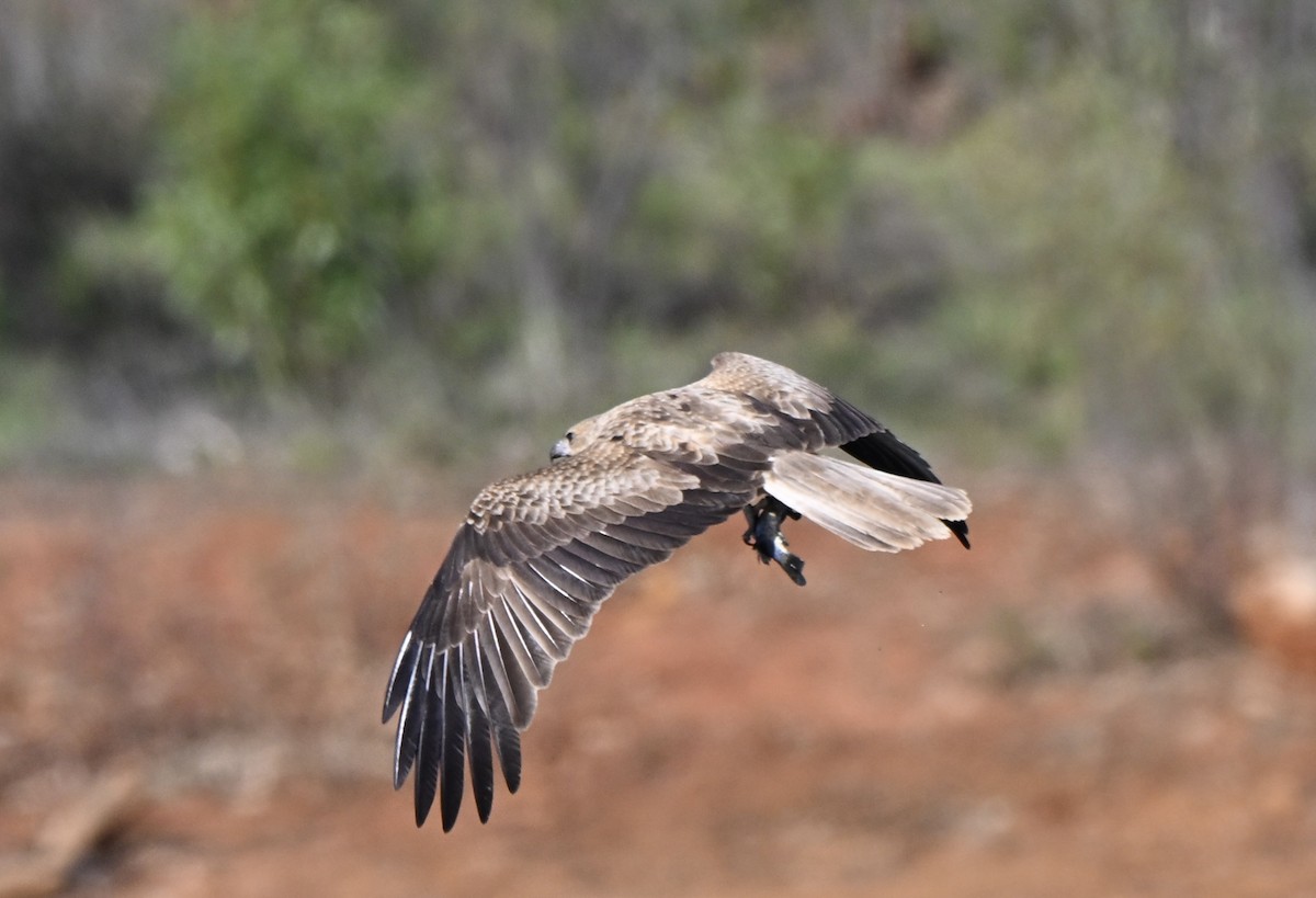 Whistling Kite - ML646775236