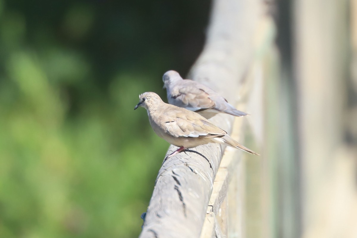 Picuitäubchen - ML646775237