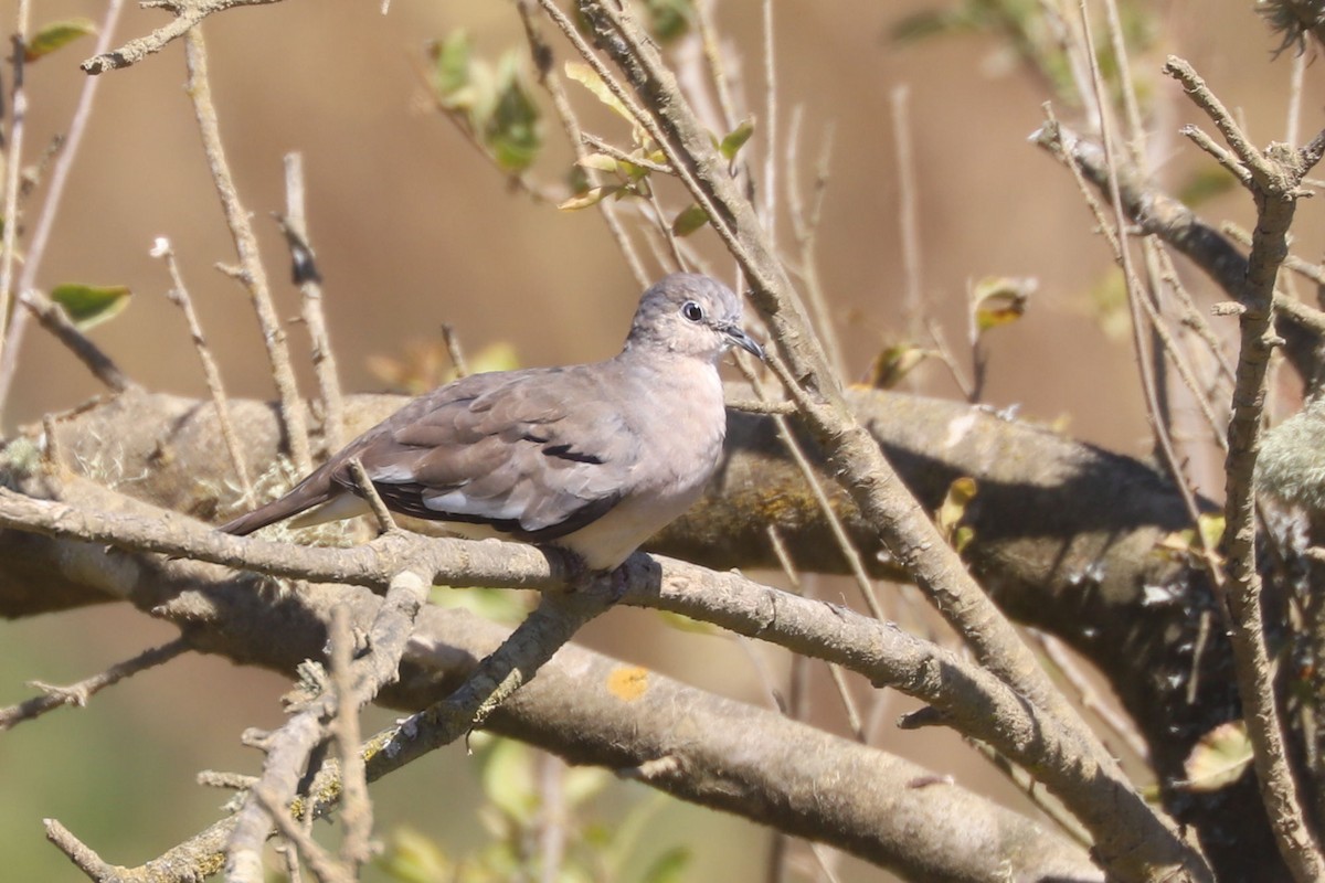 Picuitäubchen - ML646775238