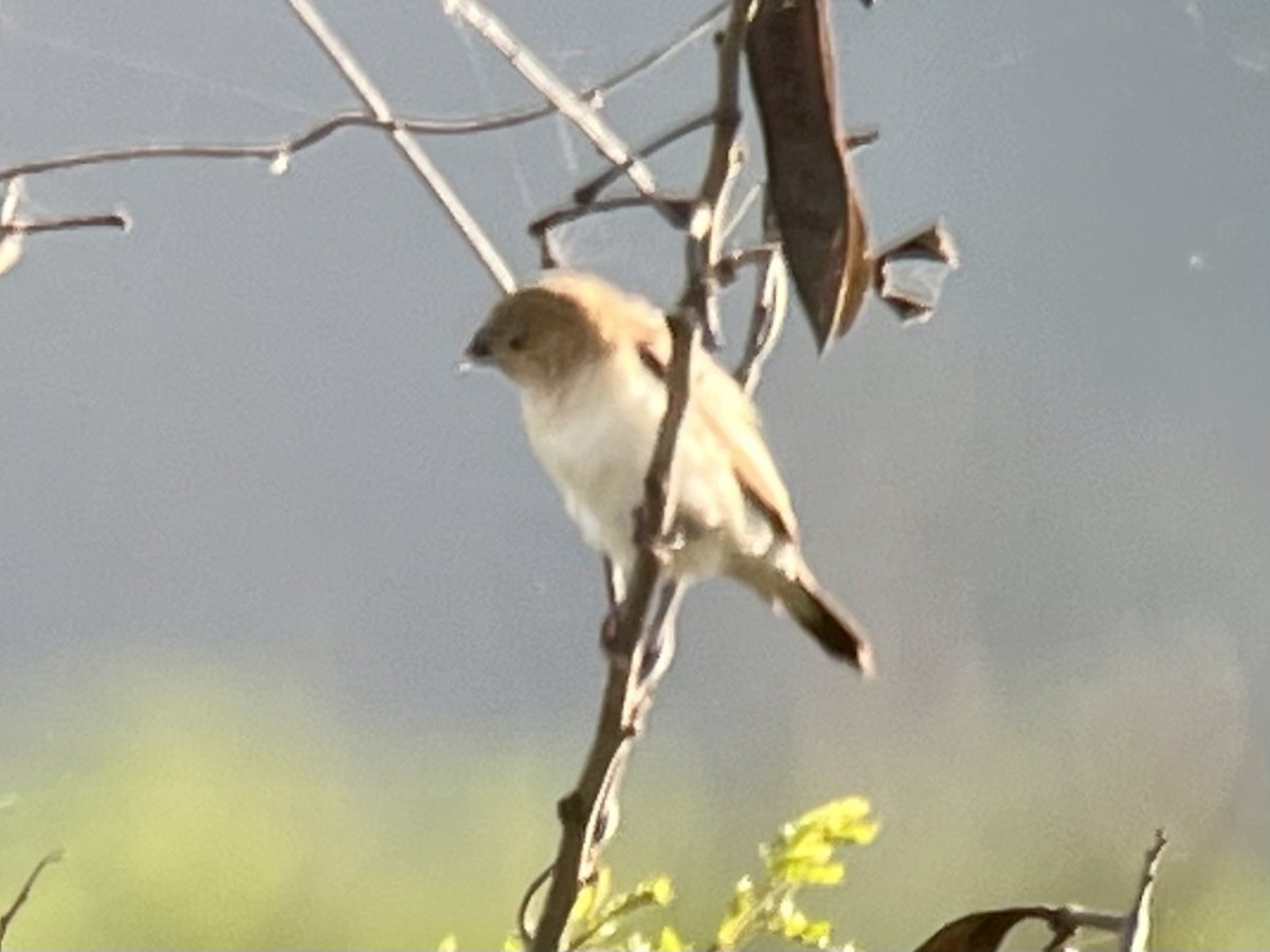 Сріблодзьоб чорногузий - ML646775240