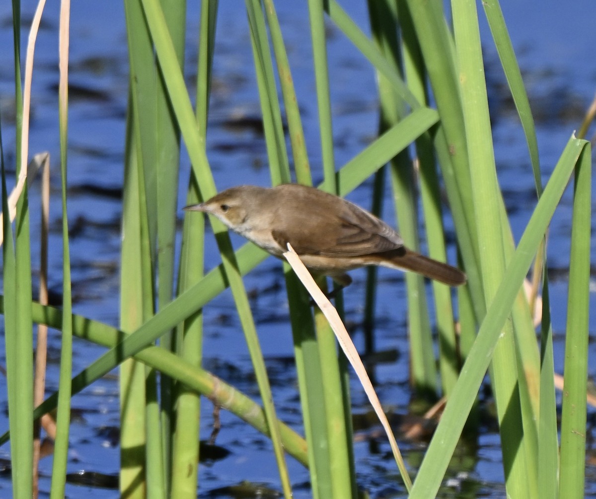 Australian Reed Warbler - ML646775241