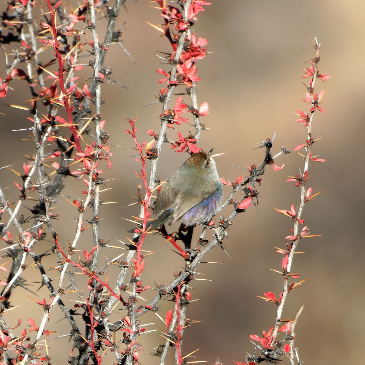 White-browed Tit-Warbler - ML646775242