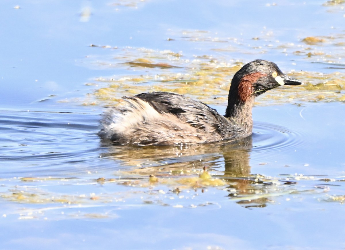 Australasian Grebe - ML646775243