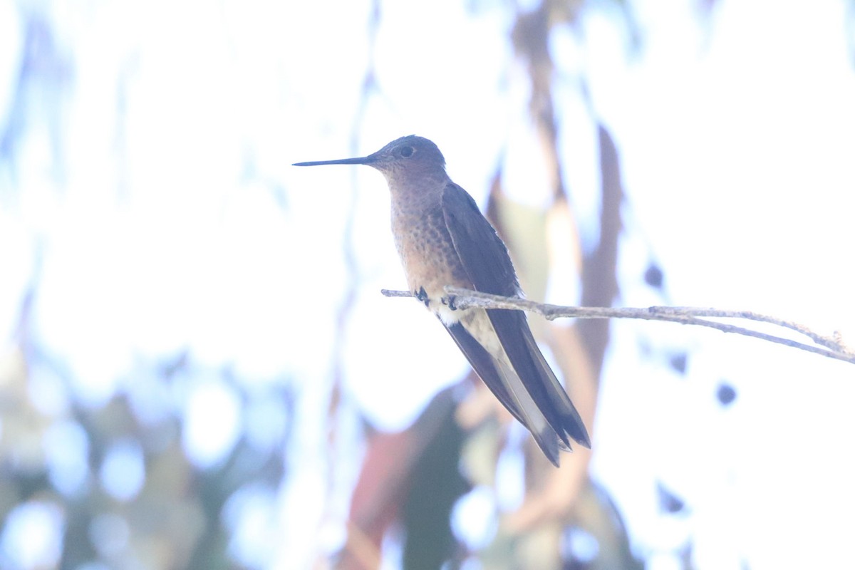 Giant Hummingbird - ML646775244