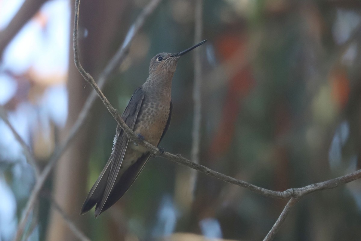 Giant Hummingbird - ML646775245