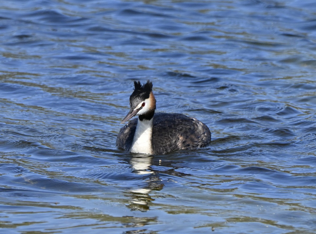 Отгот шунгуур - ML646775246