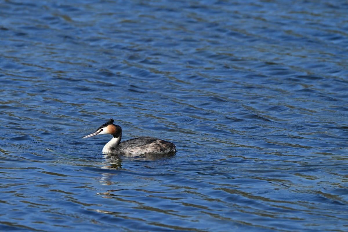 Чомга - ML646775247