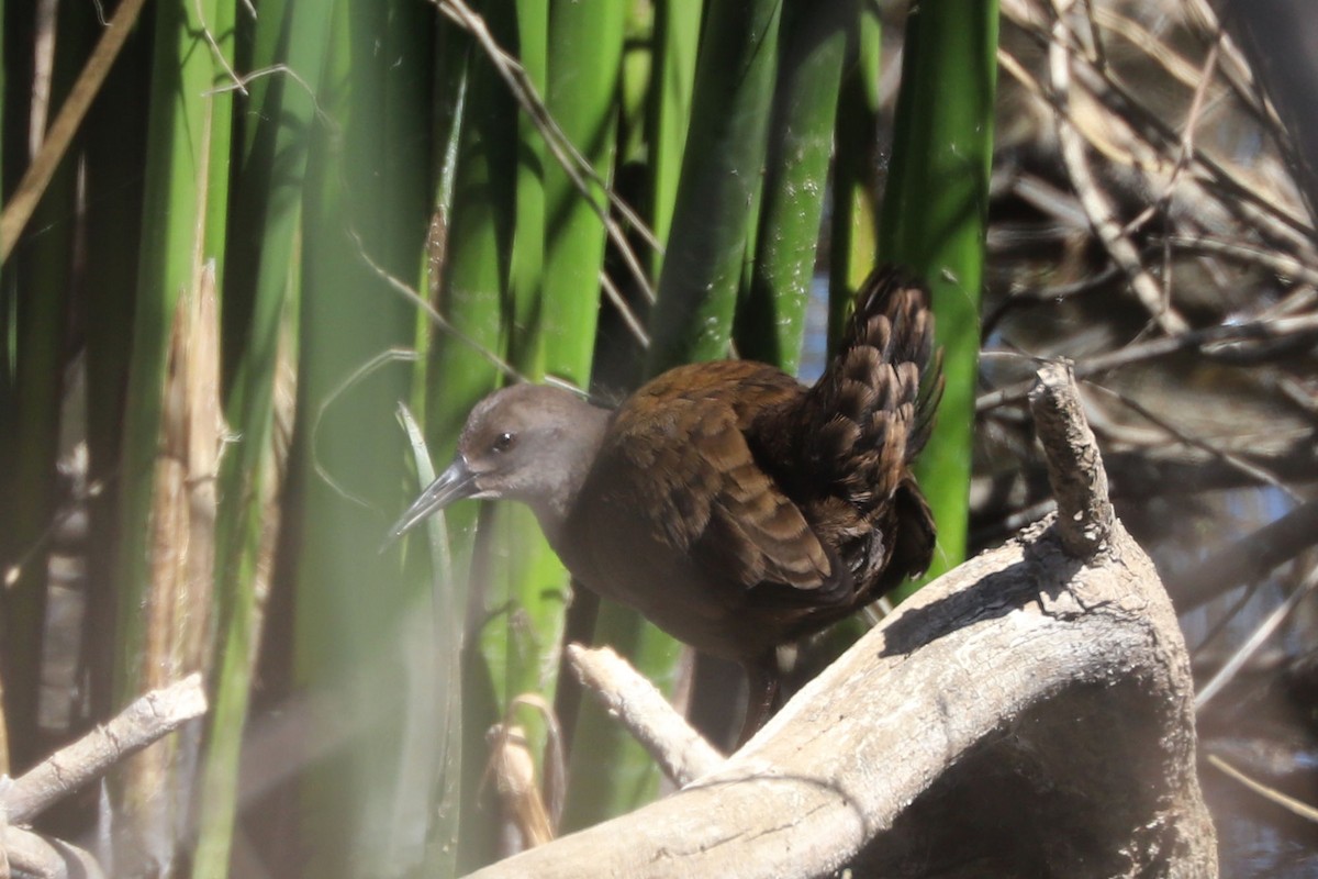 Свинцовая галлинета - ML646775249