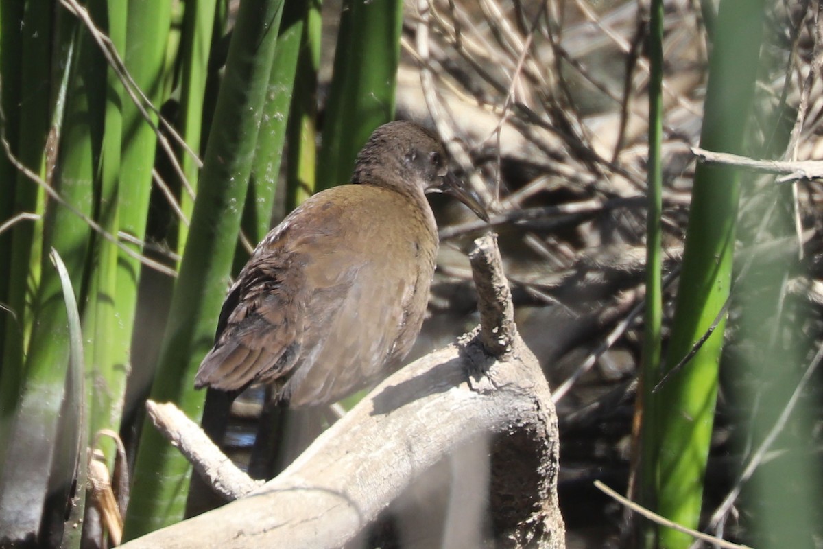 Свинцовая галлинета - ML646775250