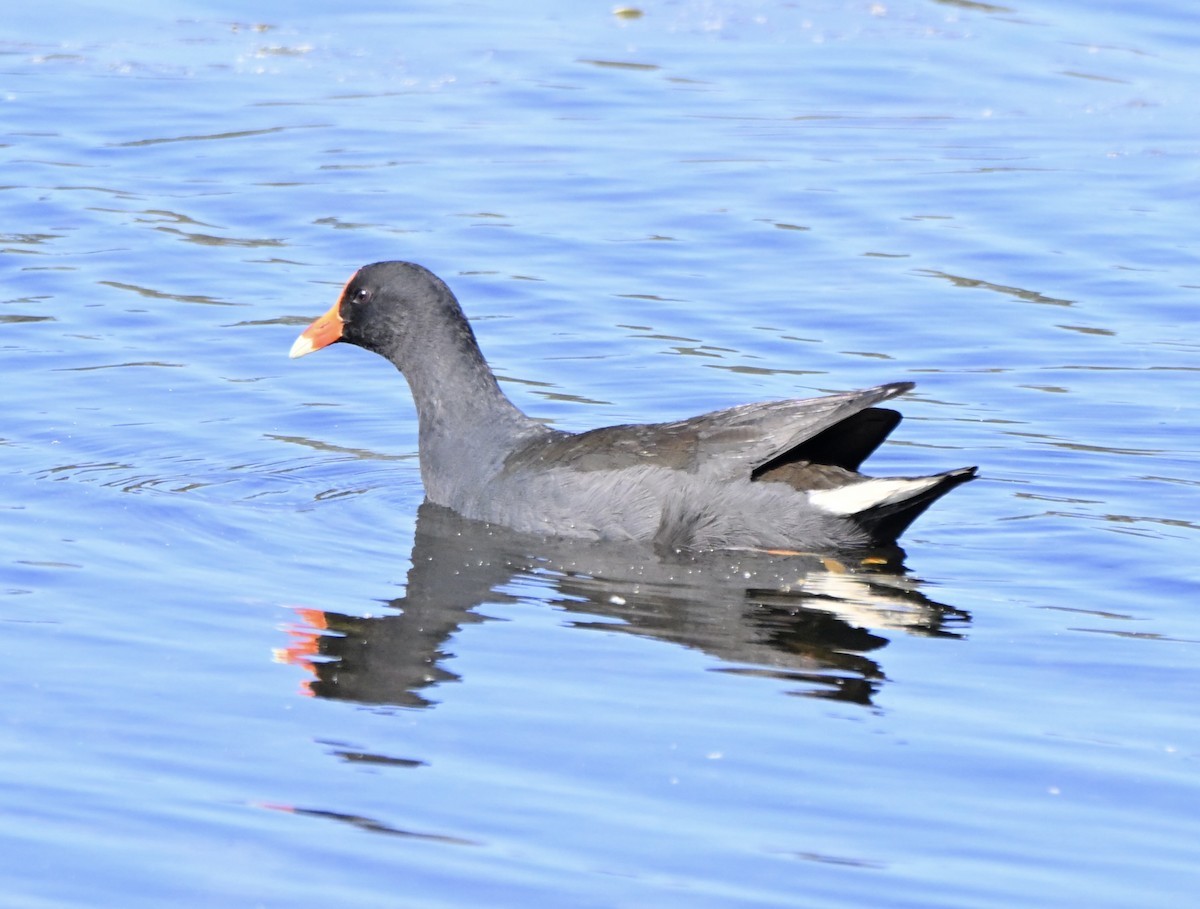 Тёмная камышница - ML646775252