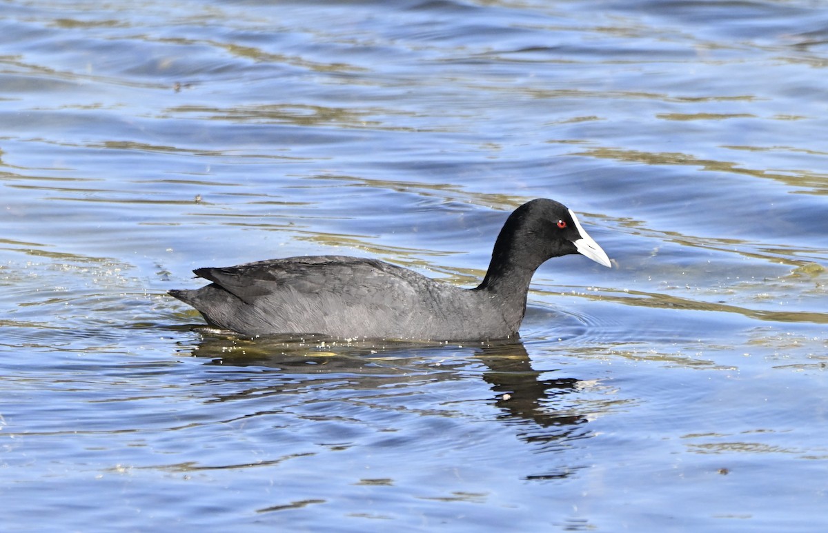 Лысуха - ML646775254