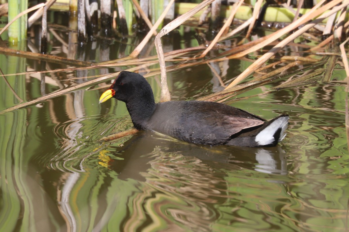 Краснолобая лысуха - ML646775255