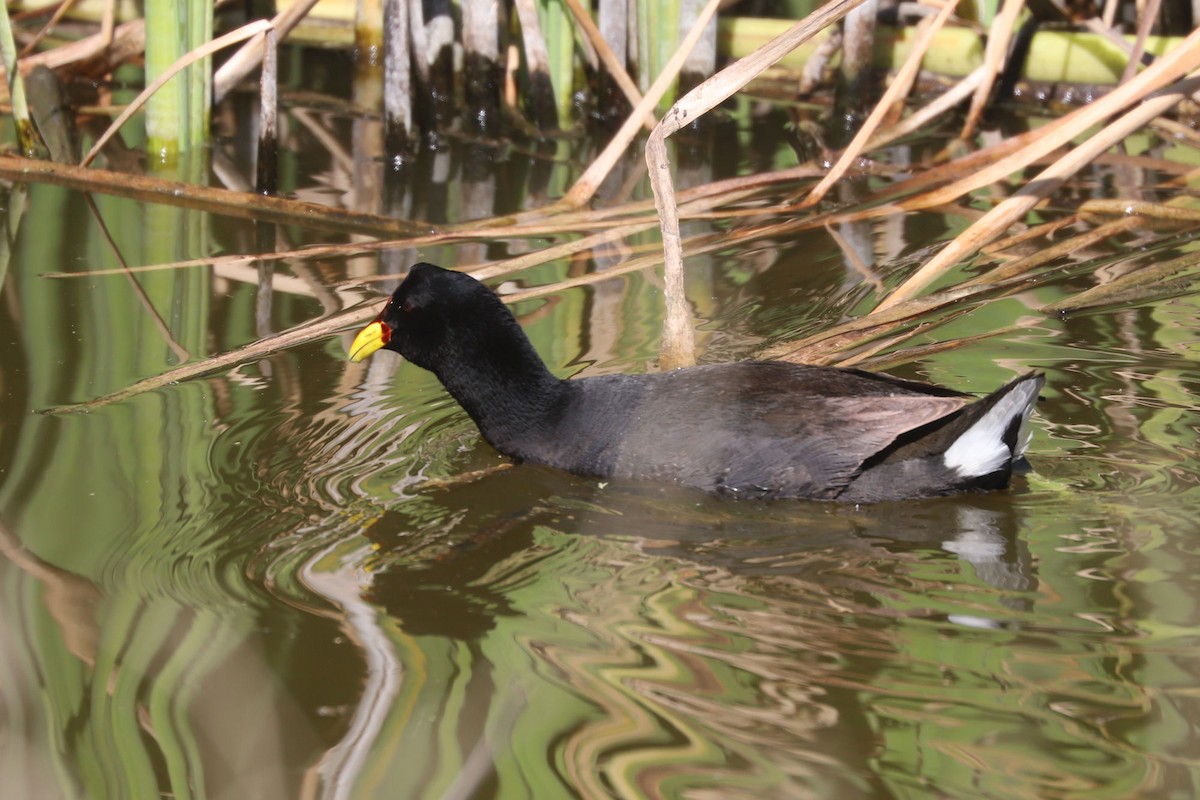 Краснолобая лысуха - ML646775256