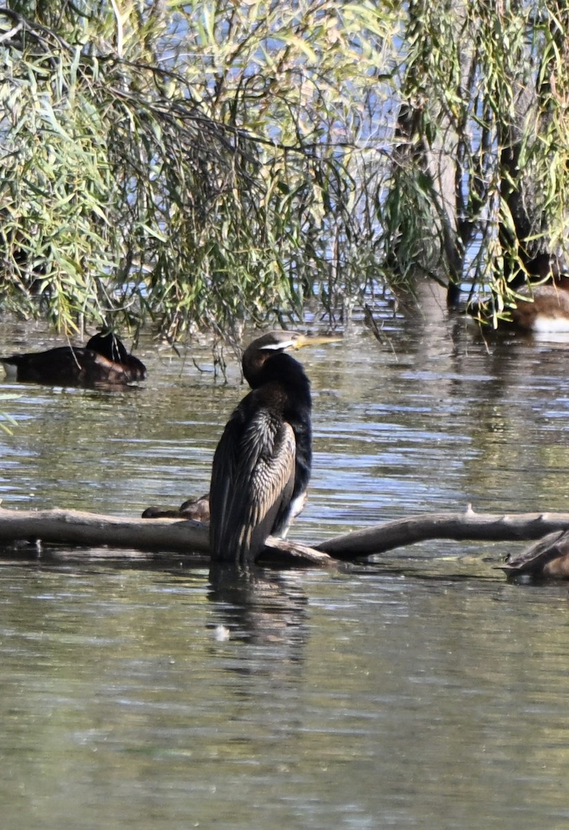 Австралийская змеешейка - ML646775258