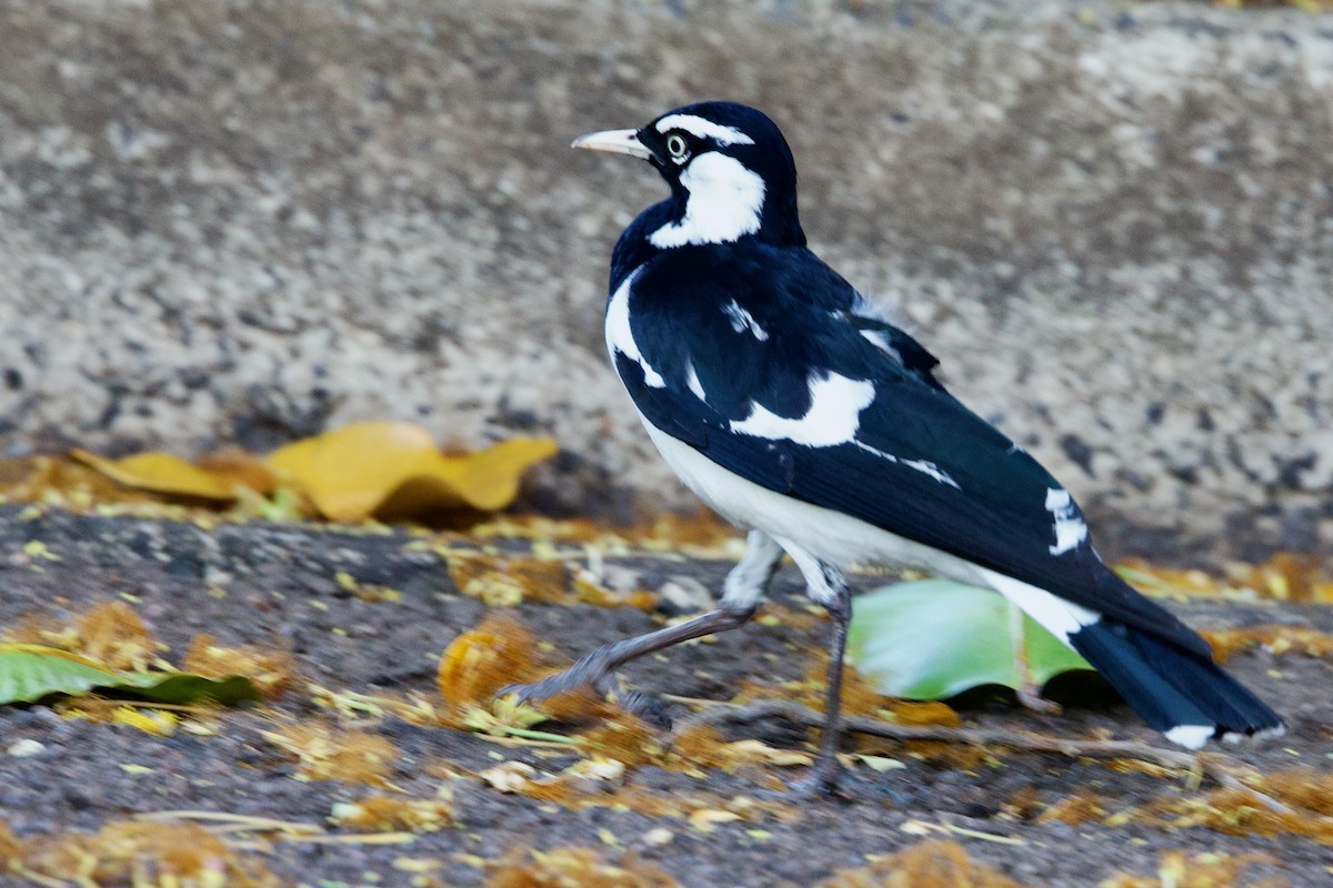 Сорочья граллина - ML646775259