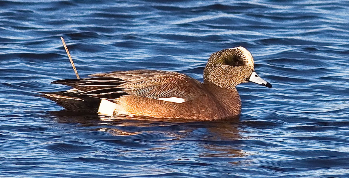 Американская свиязь - ML646775260