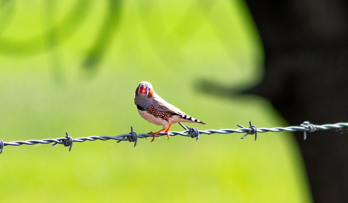 Зебровая амадина - ML646775262