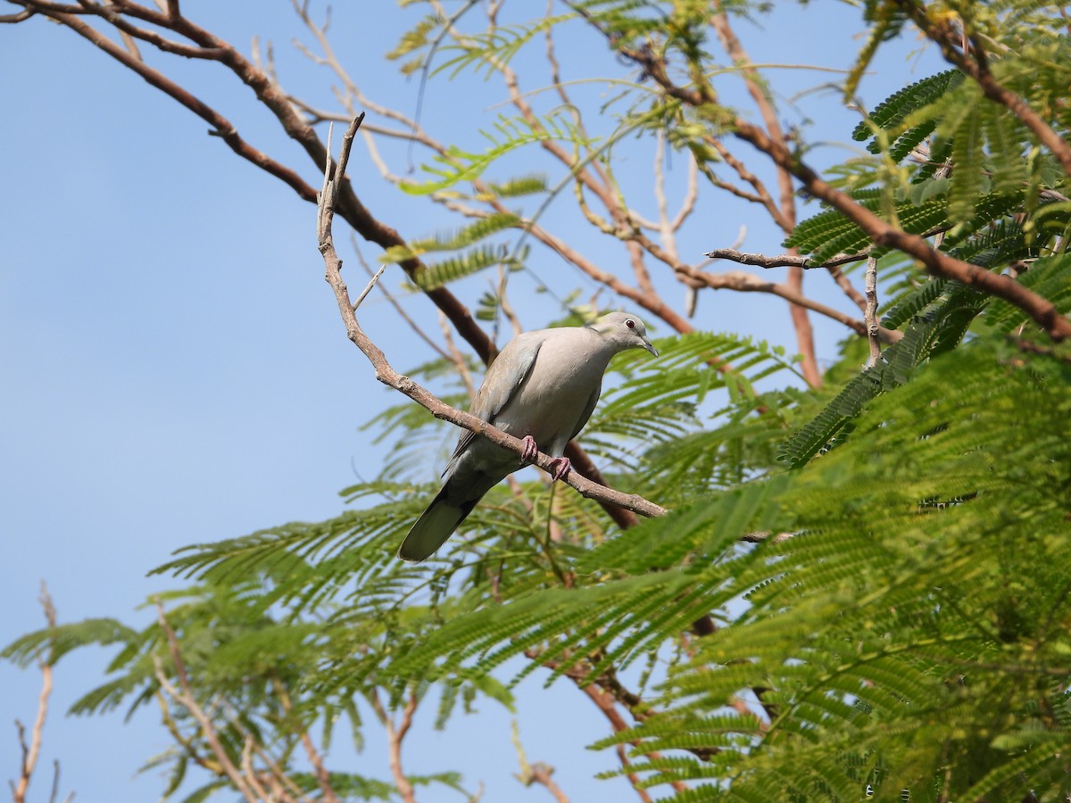 Кольчатая горлица - ML646775263