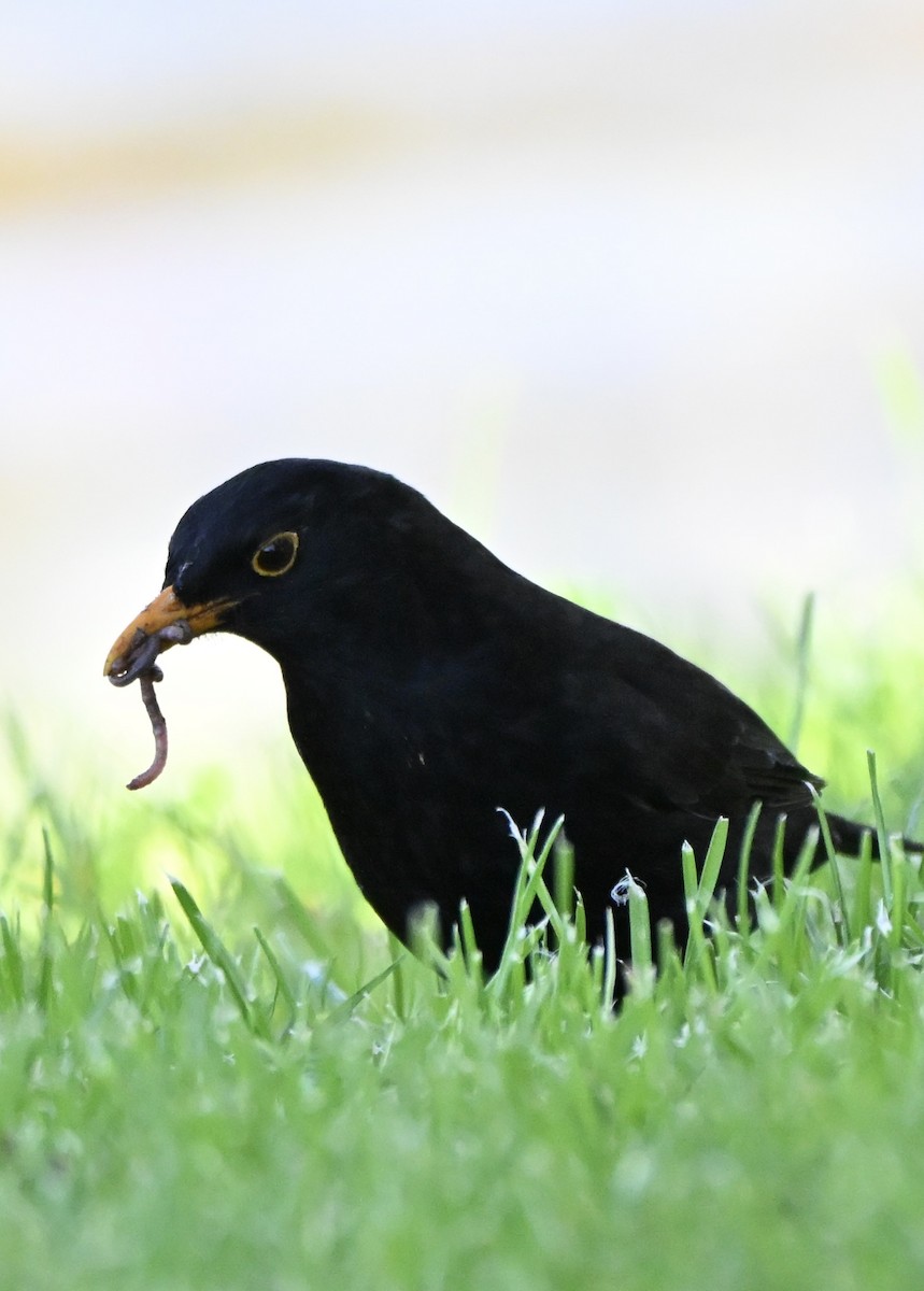 Чёрный дрозд - ML646775264