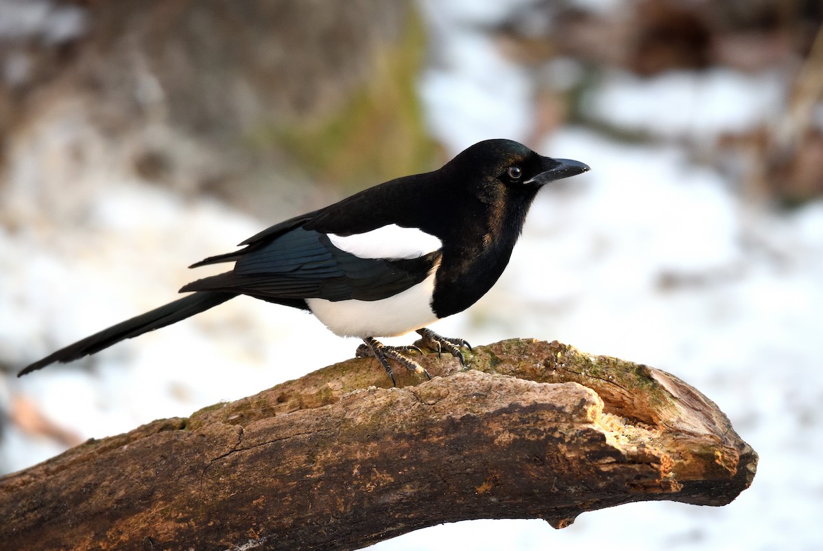 Urraca de Hudson - ML646775265