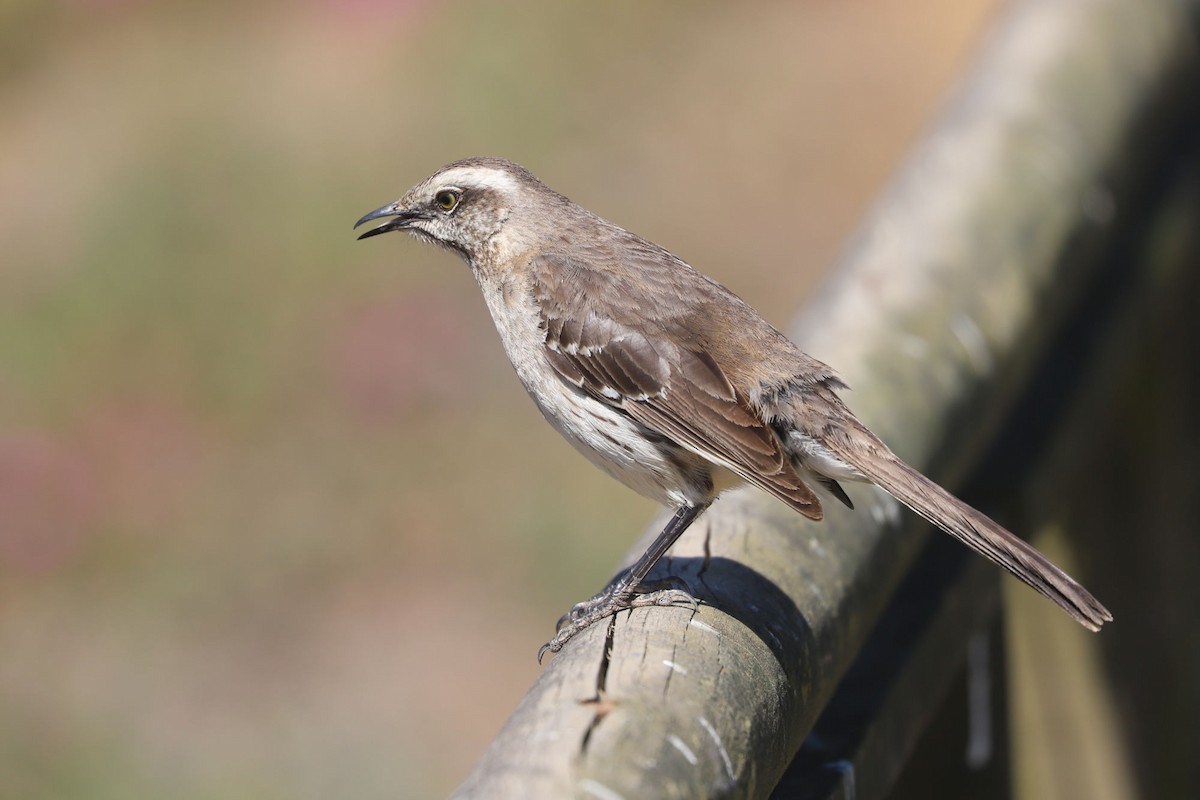 Чилийский пересмешник - ML646775266