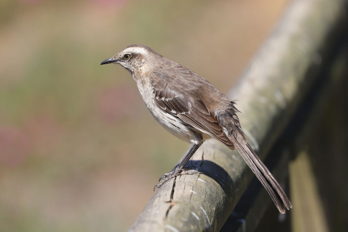Чилийский пересмешник - ML646775267