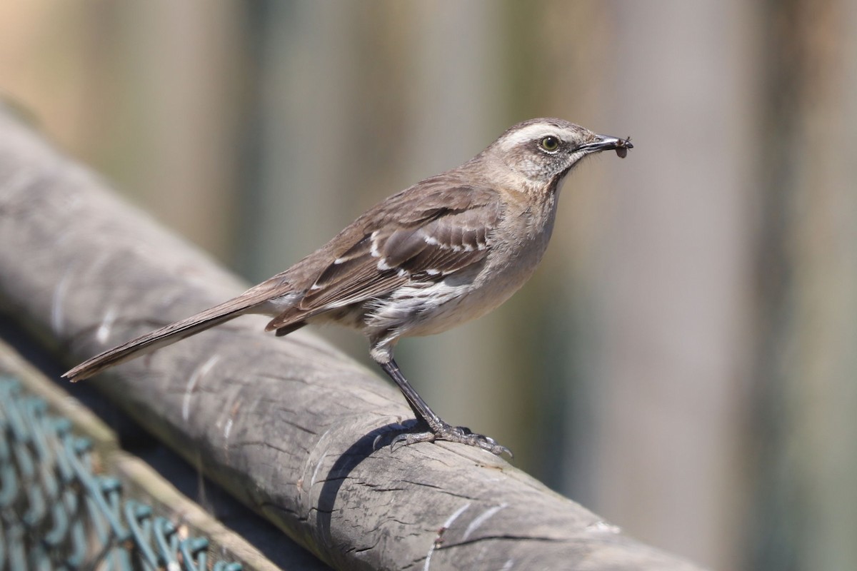 Чилийский пересмешник - ML646775268