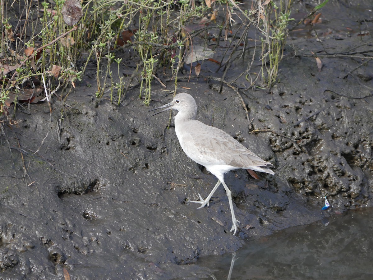 Перепончатопалый улит - ML646775269