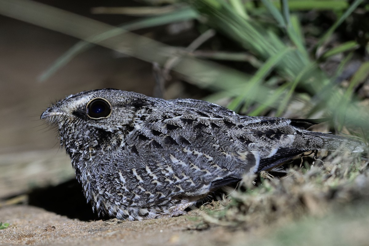 Серпокрылый козодой - ML646775270