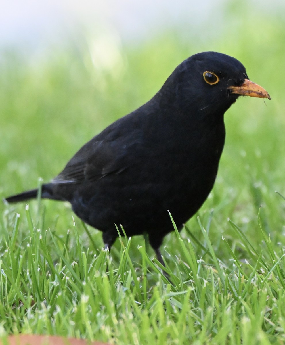 Чёрный дрозд - ML646775271