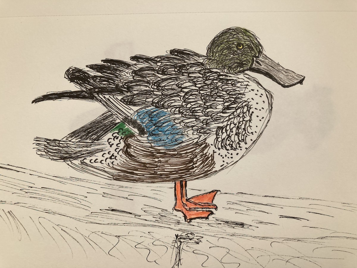 Кряква - ML646775272